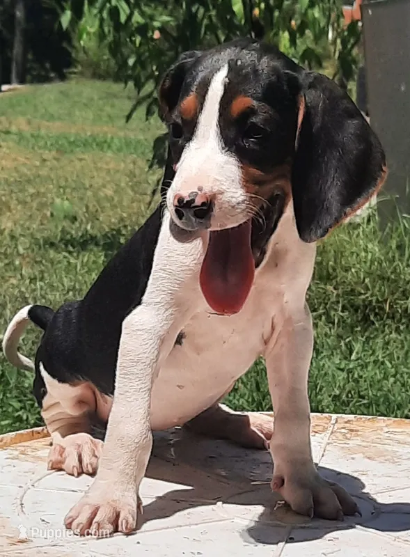 Puppy 4 – Treeing Walker Coonhound puppy for sale in Somerville, TN