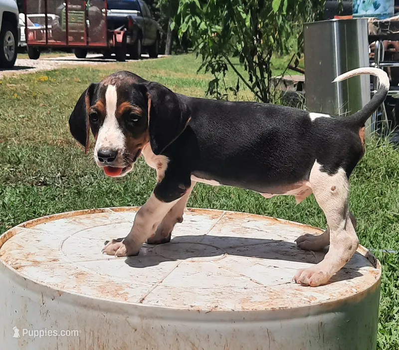 Puppy 1 – Treeing Walker Coonhound puppy for sale in Somerville, TN