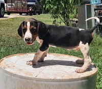 Puppy 1, a male Treeing Walker Coonhound for sale in Somerville, TN – 1 of 1