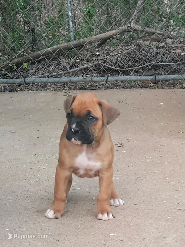 Puppy 1 – Boxer puppy for sale in Somerville, TN