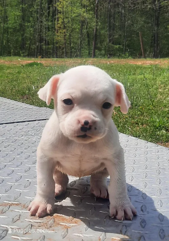 Puppy 1 – Boxer puppy for sale in Somerville, TN