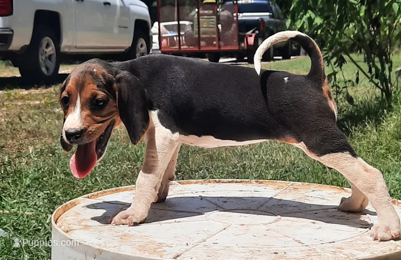 Puppy 3 – Treeing Walker Coonhound puppy for sale in Somerville, TN