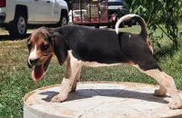 Puppy 3, a female Treeing Walker Coonhound for sale in Somerville, TN – 1 of 1