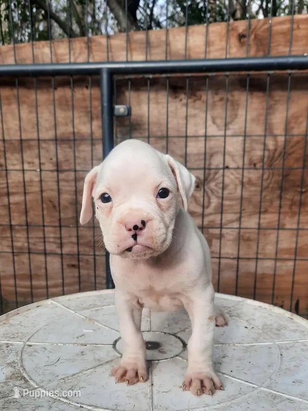 Puppy 3 – Boxer puppy for sale in Somerville, TN