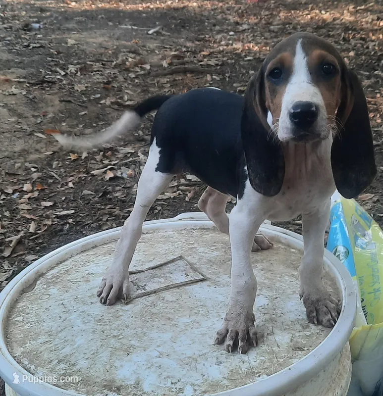 Puppy 1 – Treeing Walker Coonhound puppy for sale in Somerville, TN