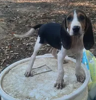 Puppy 1, a female Treeing Walker Coonhound for sale in Somerville, TN – 1 of 1