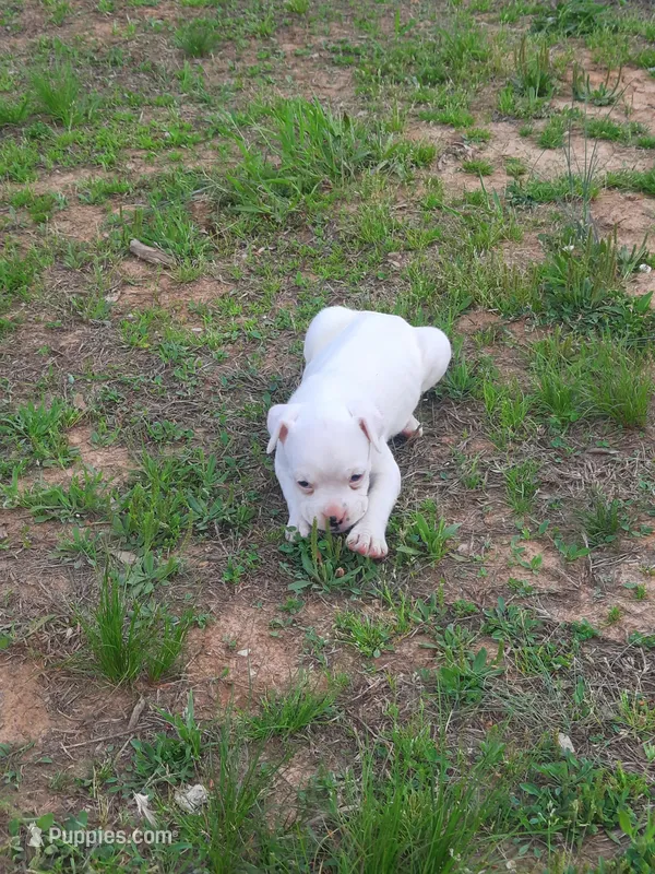 Queen – Boxer puppy for sale in Somerville, TN