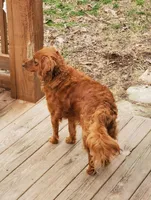 Jinger, a female Cavapoo for sale in Ava, MO – Photo 2 of 4