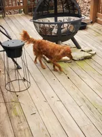 Jinger, a female Cavapoo for sale in Ava, MO – Photo 4 of 4