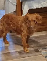 Jinger, a female Cavapoo for sale in Ava, MO – Photo 1 of 4