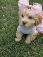 Princess, a female Maltipoo for sale in Porter, TX – Photo 2 of 2