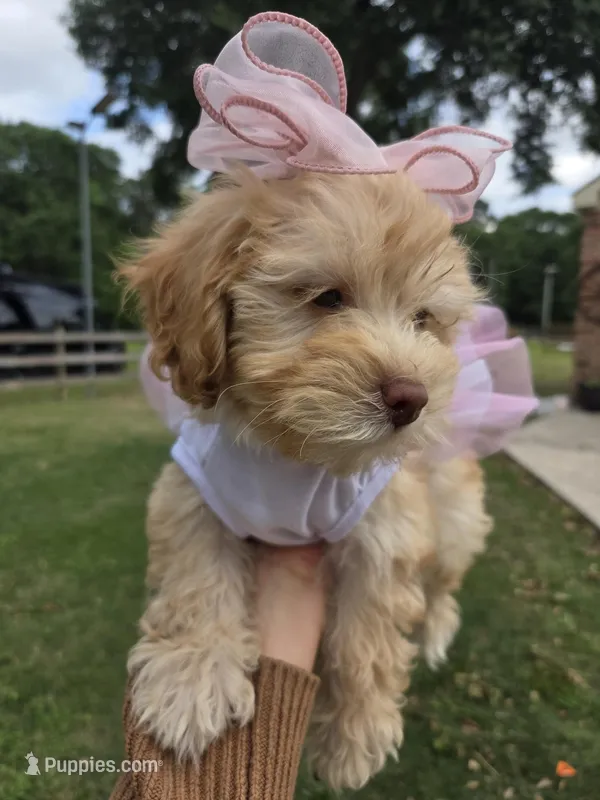 Princess – Maltipoo puppy for sale in Porter, TX