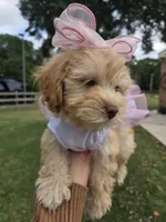 Princess, a female Maltipoo for sale in Porter, TX – Photo 1 of 2