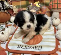 Bowie , a male Shih Tzu for sale in Kirby, AR – 6 of 8