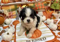 Bowie , a male Shih Tzu for sale in Kirby, AR – 5 of 8