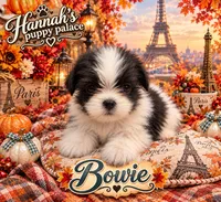 Bowie , a male Shih Tzu for sale in Kirby, AR – 3 of 8