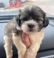 Biscuit, a male Shih Tzu for sale in Kirby, AR – 2 of 9