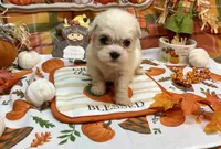 Bentley , a male Shih Tzu for sale in Kirby, AR – 8 of 9