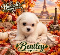 Bentley , a male Shih Tzu for sale in Kirby, AR – 2 of 9