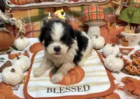 Bowie , a male Shih Tzu for sale in Kirby, AR – 8 of 8