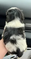 Bowie , a male Shih Tzu for sale in Kirby, AR – 4 of 8