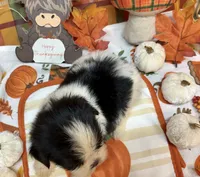 Bowie , a male Shih Tzu for sale in Kirby, AR – 7 of 8