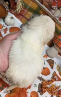 Bentley , a male Shih Tzu for sale in Kirby, AR – 6 of 9