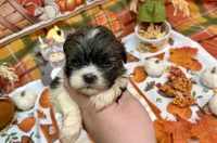 Biscuit, a male Shih Tzu for sale in Kirby, AR – 5 of 9