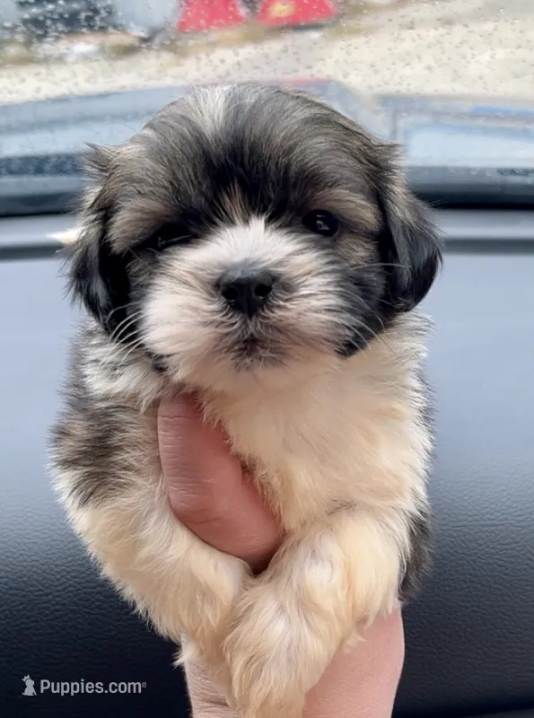 Biscuit – Shih Tzu puppy for sale in Kirby, AR