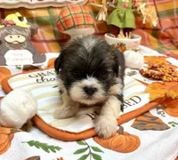 Biscuit, a male Shih Tzu for sale in Kirby, AR – 6 of 9