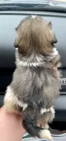 Biscuit, a male Shih Tzu for sale in Kirby, AR – 4 of 9