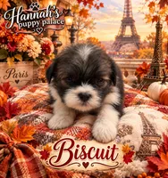 Biscuit, a male Shih Tzu for sale in Kirby, AR – 3 of 9