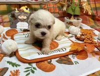 Bentley , a male Shih Tzu for sale in Kirby, AR – 7 of 9