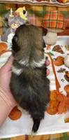 Biscuit, a male Shih Tzu for sale in Kirby, AR – 8 of 9