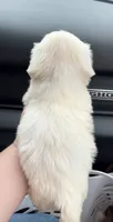 Bentley , a male Shih Tzu for sale in Kirby, AR – 9 of 9