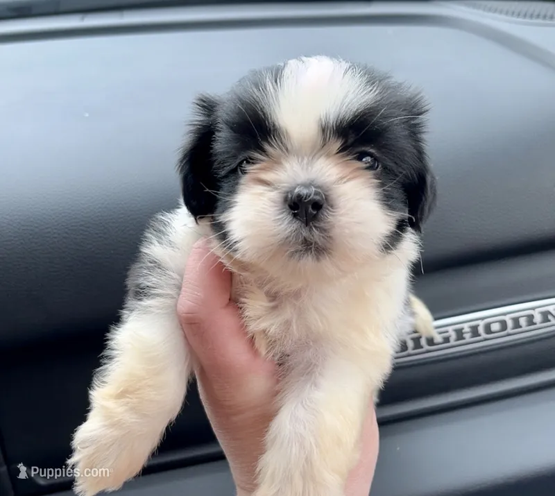 Bowie  – Shih Tzu puppy for sale in Kirby, AR