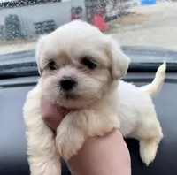 Bentley , a male Shih Tzu for sale in Kirby, AR – 3 of 9
