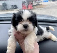 Bowie , a male Shih Tzu for sale in Kirby, AR – 2 of 8