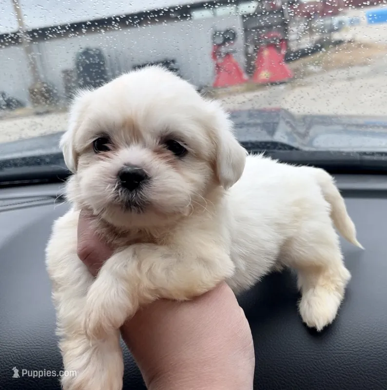 Bentley  – Shih Tzu puppy for sale in Kirby, AR