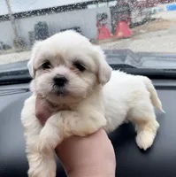 Bentley , a male Shih Tzu for sale in Kirby, AR – 1 of 9