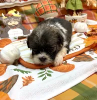Biscuit, a male Shih Tzu for sale in Kirby, AR – 7 of 9