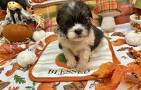 Biscuit, a male Shih Tzu for sale in Kirby, AR – 9 of 9