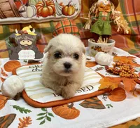 Bentley , a male Shih Tzu for sale in Kirby, AR – 5 of 9