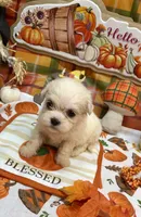 Bentley , a male Shih Tzu for sale in Kirby, AR – 4 of 9