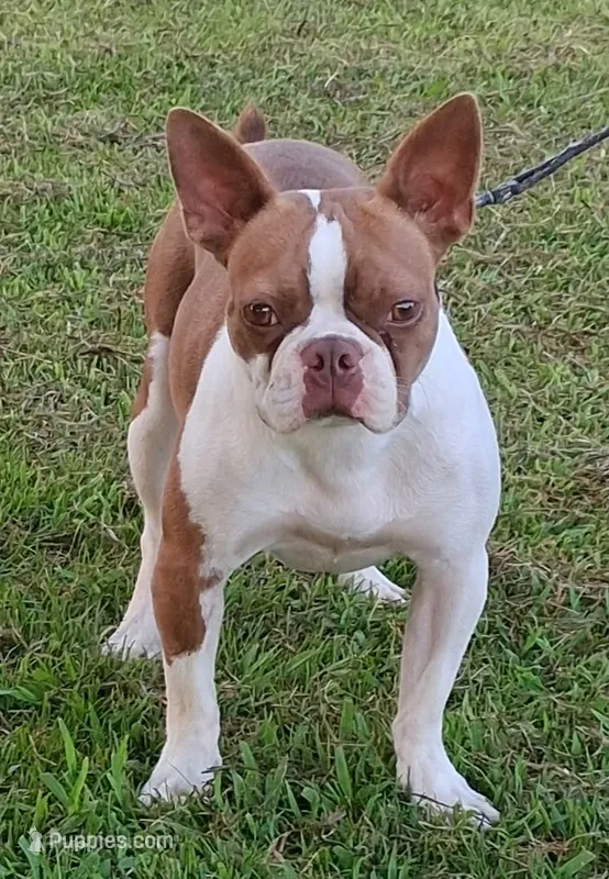 AKC Kindle – Boston Terrier puppy for sale in Poplar Bluff, MO