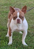 AKC Kindle, a female Boston Terrier for sale in Poplar Bluff, MO – 1 of 4