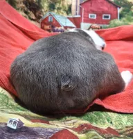 Akc Coup Ch.Bloodine , a male Boston Terrier for sale in Poplar Bluff, MO – Photo 5 of 5