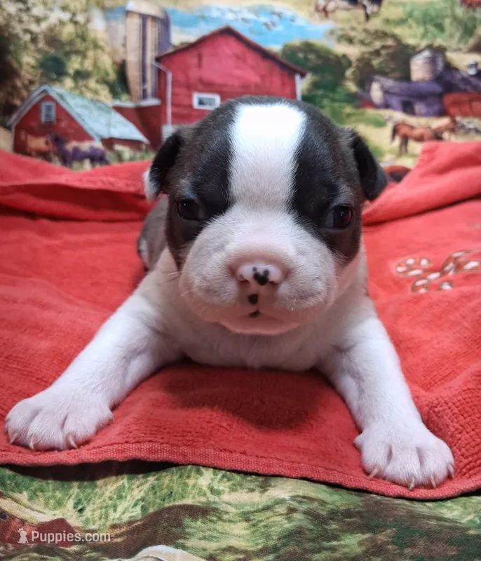 Akc Coup Ch.Bloodine  – Boston Terrier puppy for sale in Poplar Bluff, MO