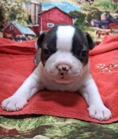 Akc Coup Ch.Bloodine , a male Boston Terrier for sale in Poplar Bluff, MO – Photo 1 of 5