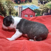 Akc Coup Ch.Bloodine , a male Boston Terrier for sale in Poplar Bluff, MO – Photo 3 of 5